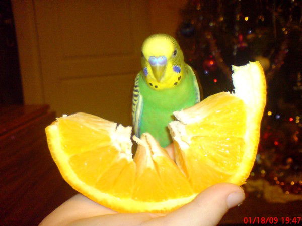 Светлана Аникина