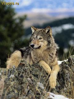 Темирлан Дариябаев