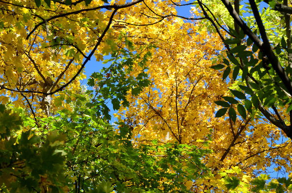 Ольга Коляда