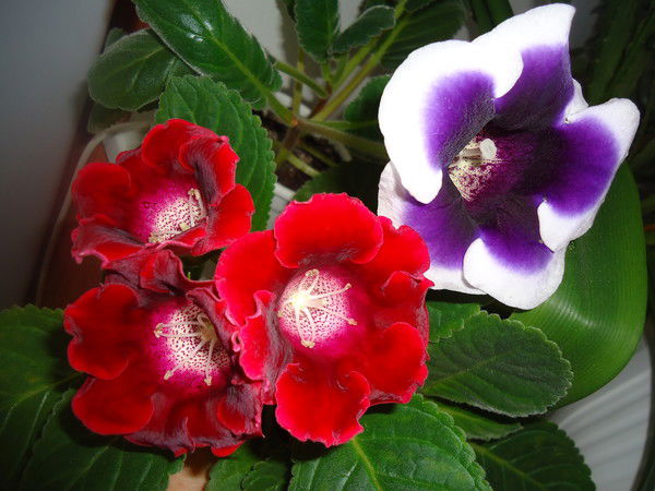 Танюша Ковалева