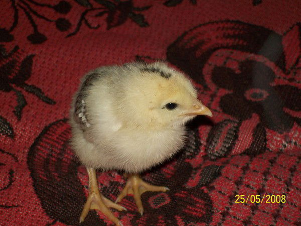 Любовь Гулина