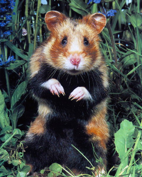 Александр Платонов