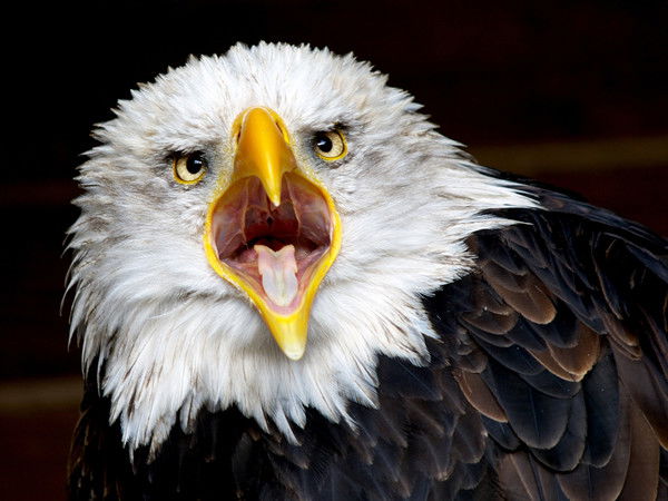 Андрей Федотов