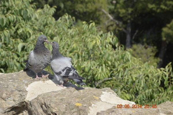 Альфия Ибрагимова