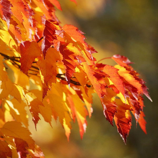 Лида Перелыгина