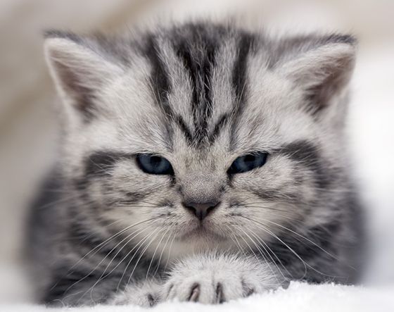 Людмила Мищенко