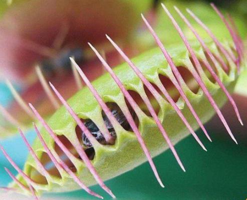 Алла Трубицына