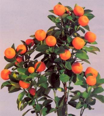 Эльвира Нуриахметова