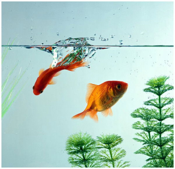 Марданова Лайсания