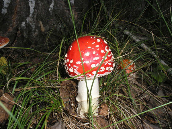 Лариса Скляр