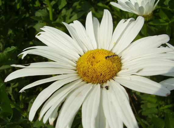 Вера Журавлёва