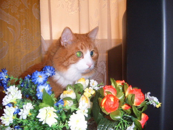 Анжелика Куприянова