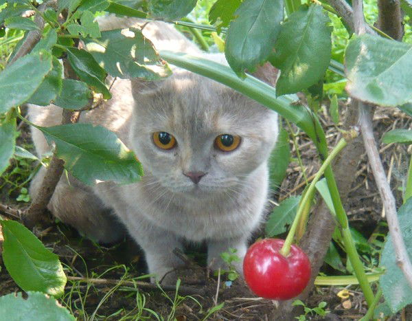 Мария Михальская