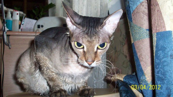 Ирина Волкова