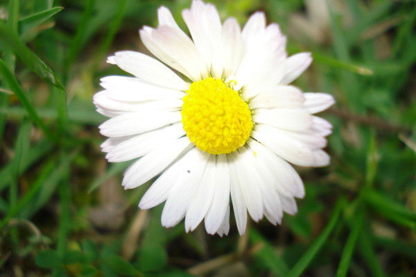 Моу Гимназия № 16