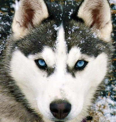 Денис Пилипенко