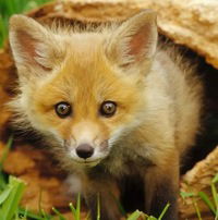 Яна Опшитош