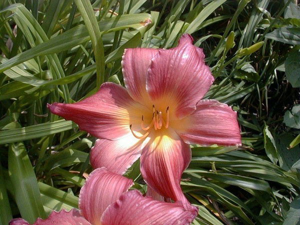 Елизавета Гараева