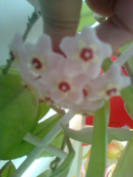 Валентина Кузьмич