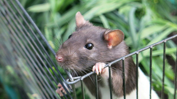 Елена Хавратович