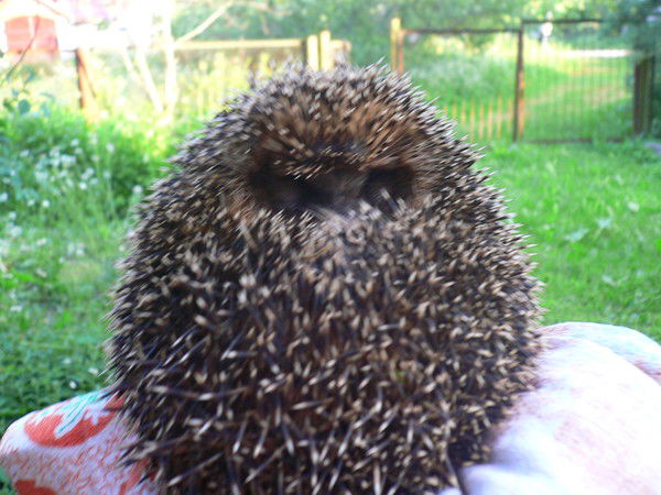 Александр Чайков