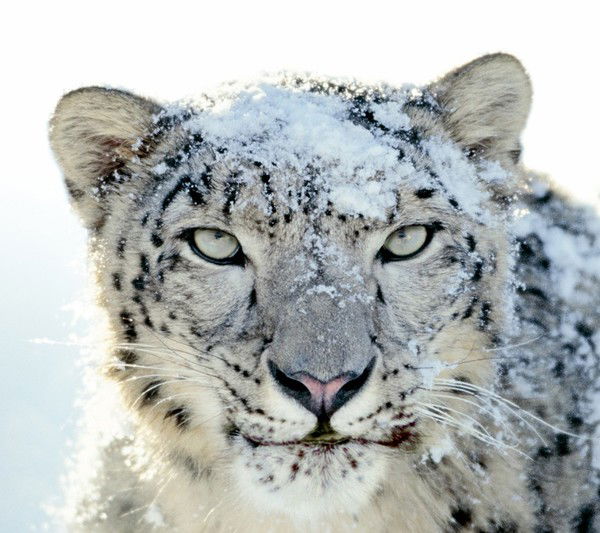 Tonic P4Ck3793N3R470R