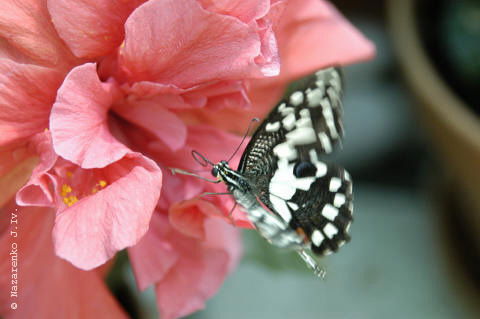 Ольга Лапатаева