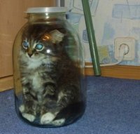 Светлана Максимова