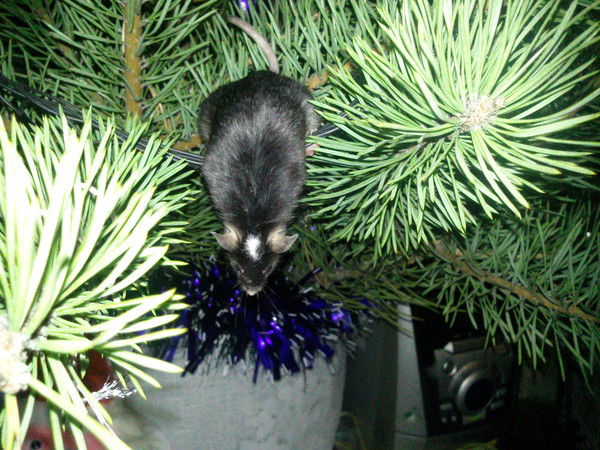 Маргарита Аверкина