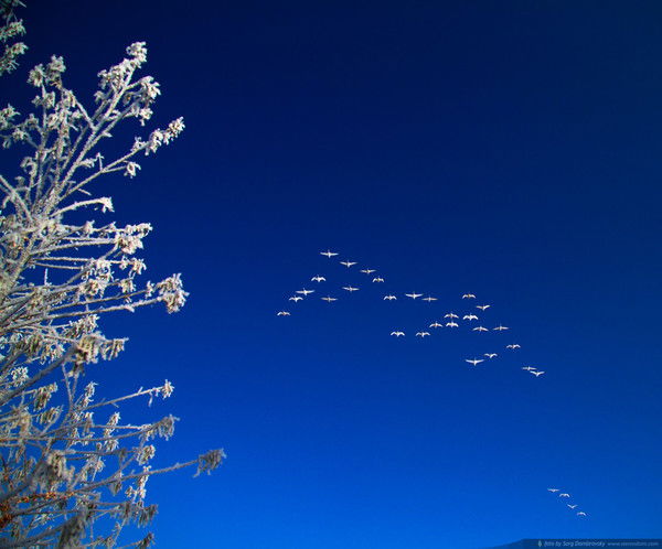 Игорь Генри