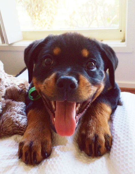 Людмила Манилова