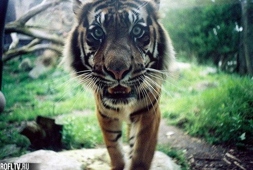 Никита Баданов