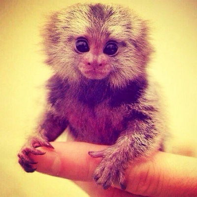 Аминка Магомедова