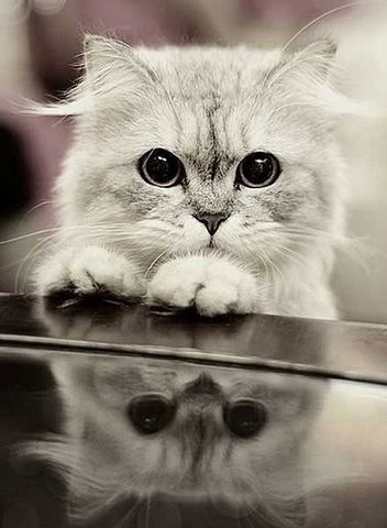 Мдоу № 238 Мдоу № 238