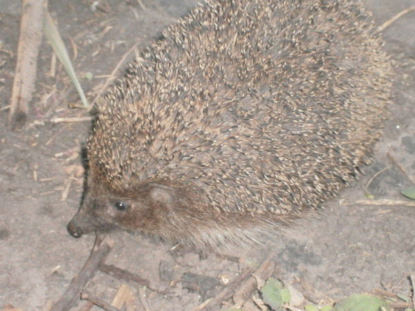 Юлия Касьянова