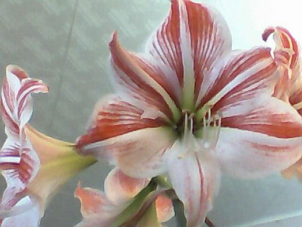 Любовь Сидоренкова