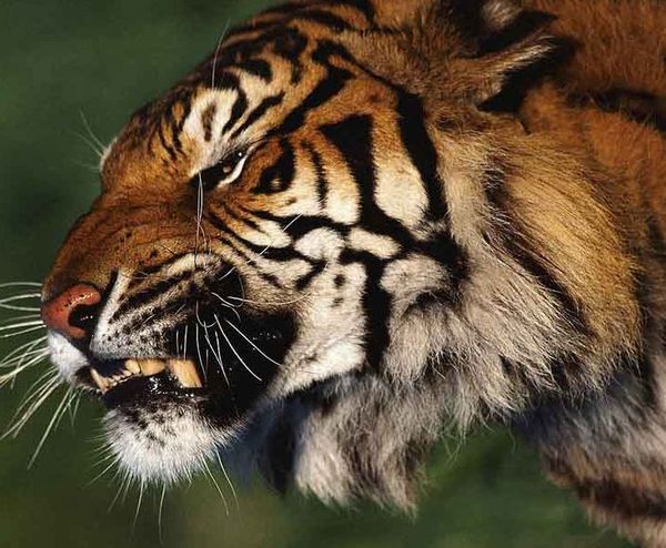 Денис Рогутько