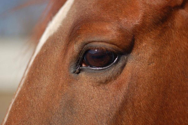 Рамазан Шаймухамбетов