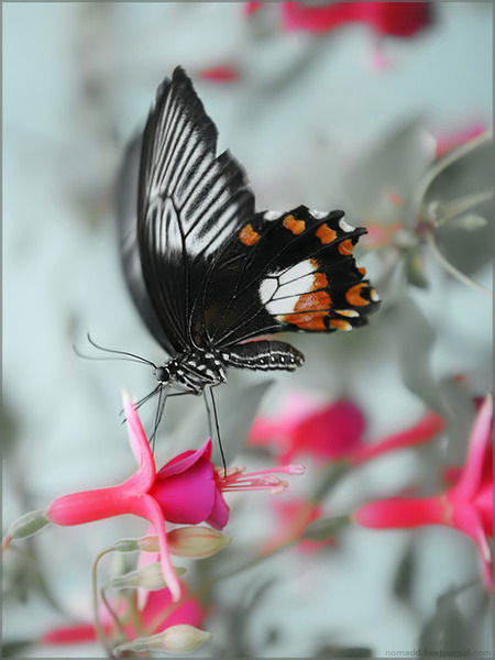 Светлана Слушаева