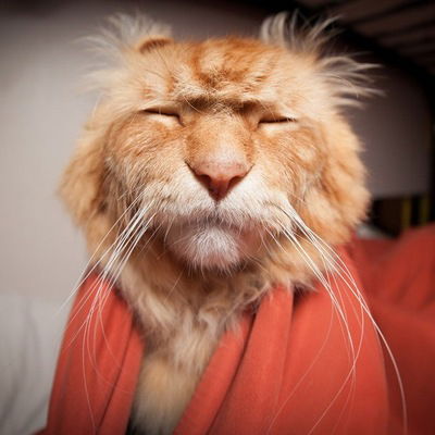 Аня Денисова