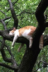 Никита Антипенко