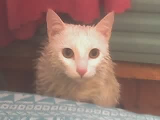 Мария Липовская