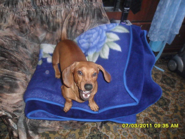 Александр Печковский