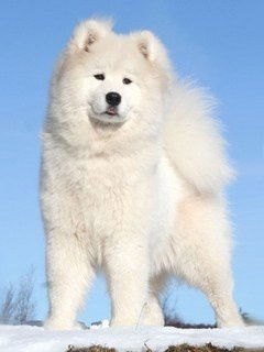 Антон Акулов