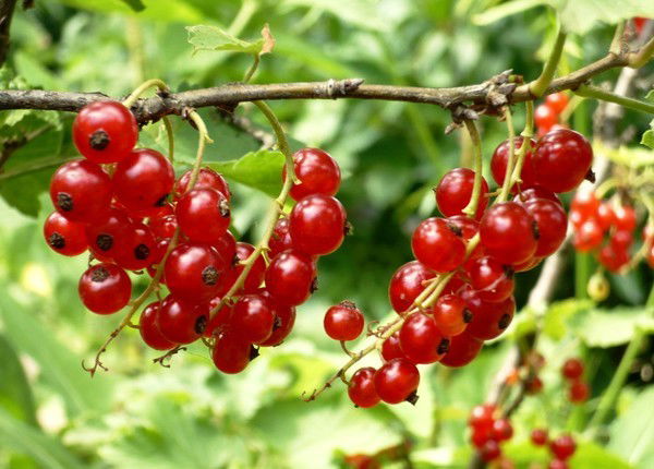 Александр Сахоненко