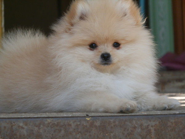 Надежда Заруцкая