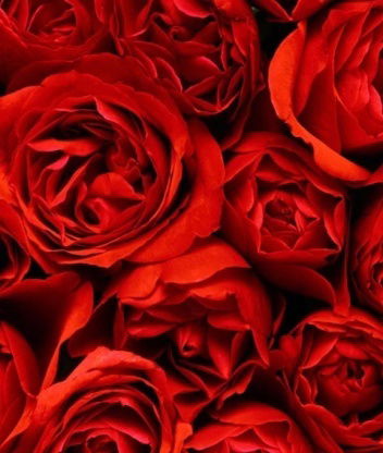 Светлана Анашкина