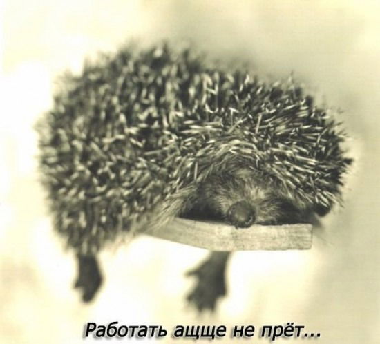 Ежик В Тумане =