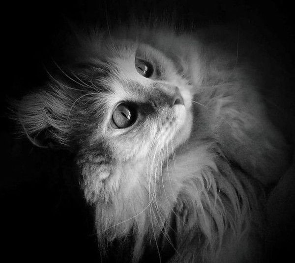 Зоя Сердитова