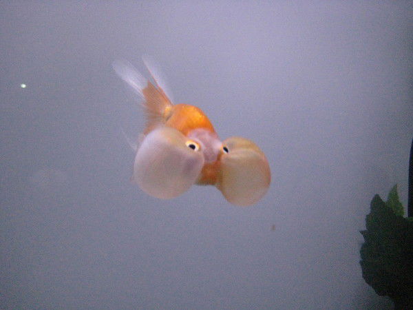 Олег Уфимцев